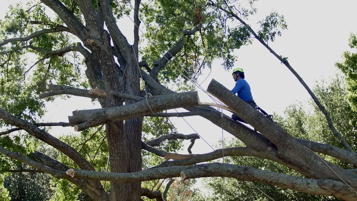 Professional Crown Thinning performed by certified arborists in Stephens